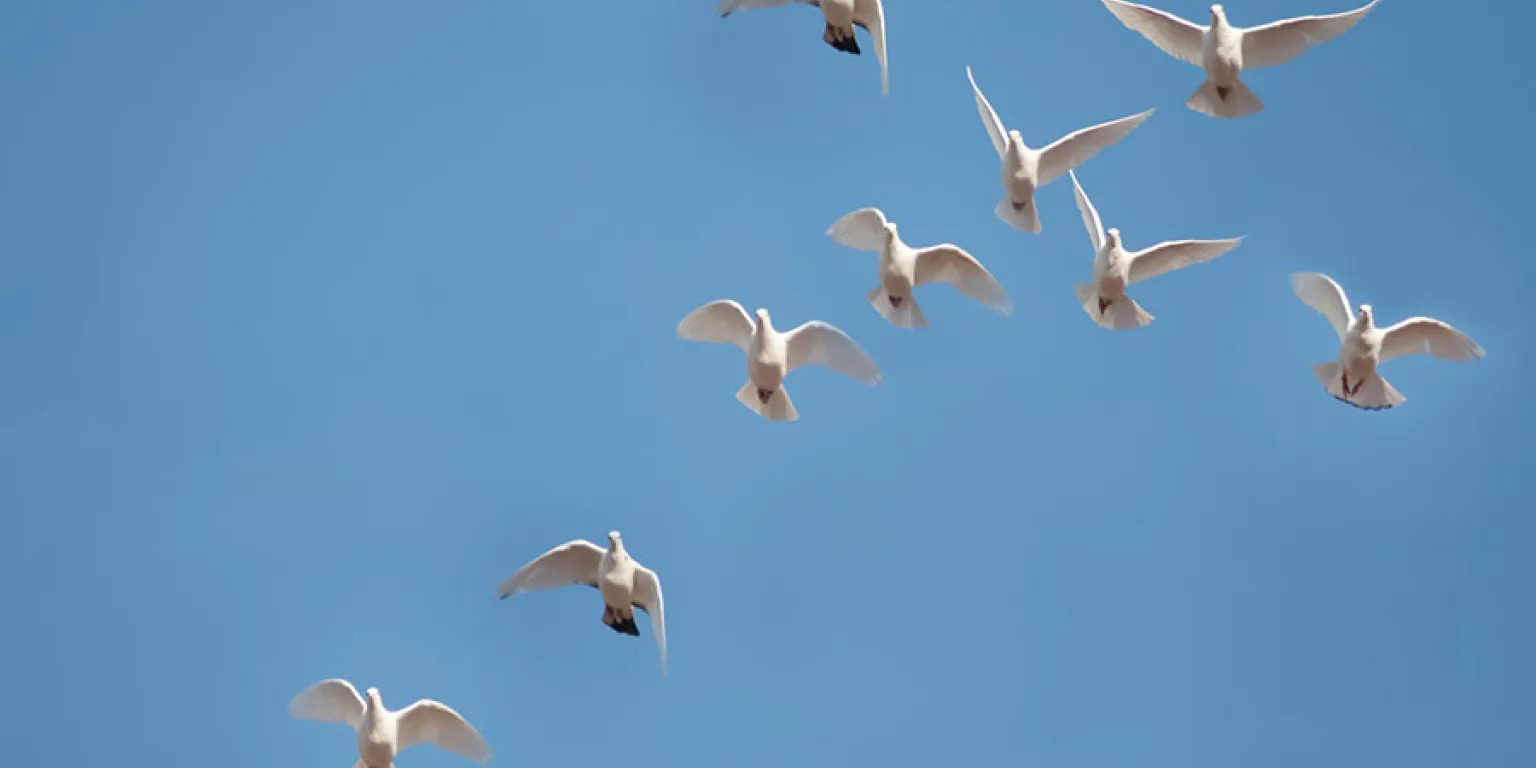 Vogels tegen blauwe lucht