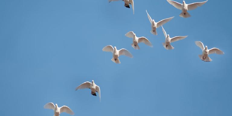 Vogels tegen blauwe lucht